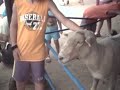 Animal kingdom Petting Zoo.