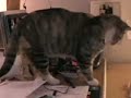 the story of a fierce bad cat