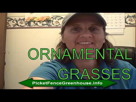 how to fertilize fountain grass