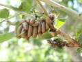 videos de Weird Bug Fight