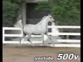 The Desert Queens { Arabian Mares } The Desert Queens { Arabian Mares }