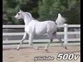 The Desert Queens { Arabian Mares }