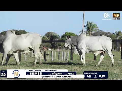 2� DE OLHO NA FAZENDA NELORE SESMARIAS