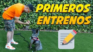 1 - Cómo empezar a entrenar a tu perro 1 - Cómo empezar a entrenar a tu perro
