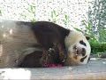 Oji Zoo - Panda
