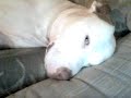 Pitbull Scared Sleeping