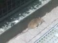 Faule Ratte
