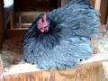 Is Sophie Broody? Is Sophie Broody?