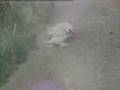 Cachorro Folgado - Videos Legais