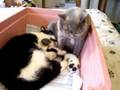 Maggie with kittens plus Emma