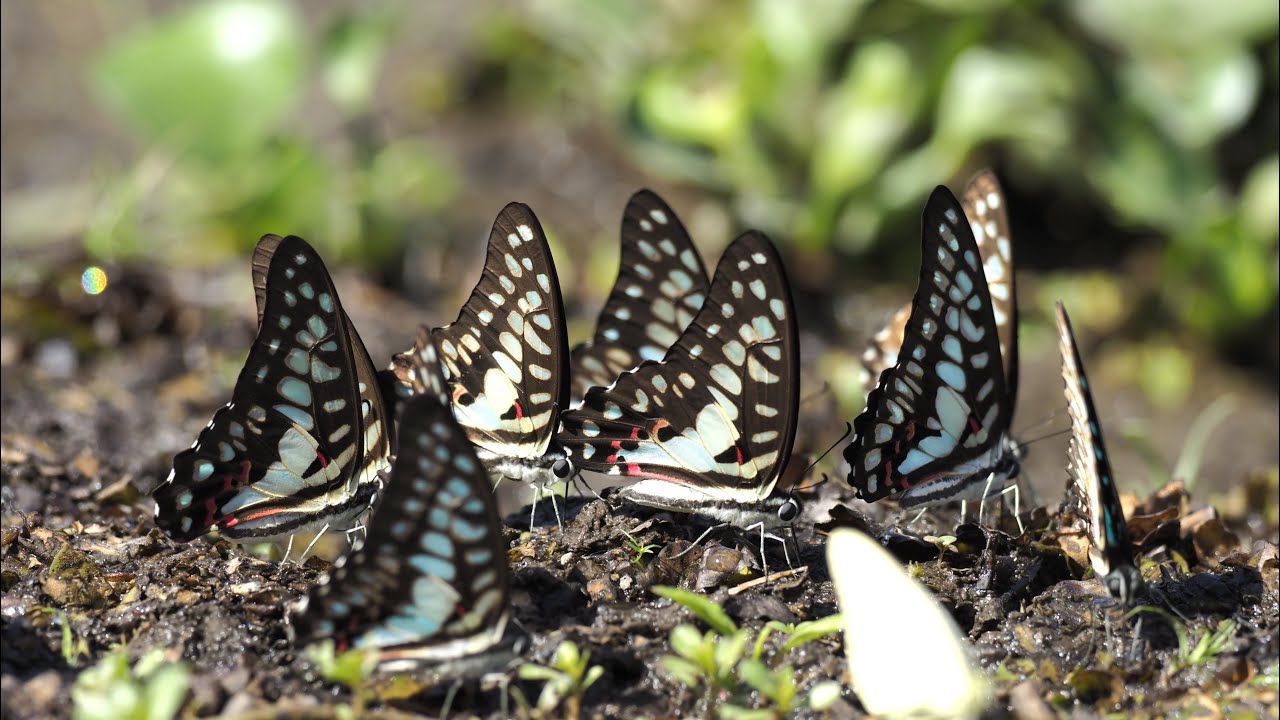 RỪNG CÁT TIÊN MÙA BƯỚM | Vườn quốc gia Cát Tiên | Cat Tien Butterfly Season