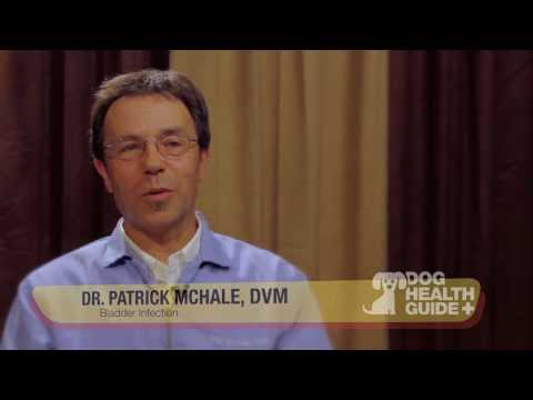 how to cure uti in dogs