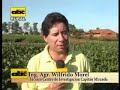 roya de la soja