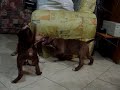Os filhotes de Odara e Baskar c�es pit bull