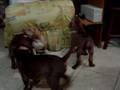 Os filhotes de Odara e Baskar cães pit bull