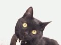 Micro Movies: Cat Chatter Micro Movies: Cat Chatter