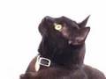 Micro Movies: Cat Chatter