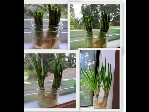 how to replant green onions in water