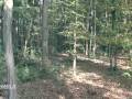 videos de Giù le mani dal boschetto di Carpenedo