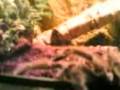 videos de Carlota