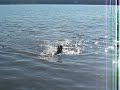 Vade swimming in Lac La Hache