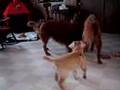 More indoor play