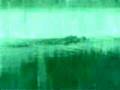 Alligator on Little River (Night Vision)