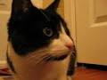 Crazy century arugment of cats and dogs