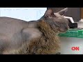 El gato m�s feo del mundo?