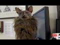 Ugly Bat Boy: One ugly cat