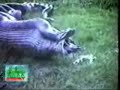 snake eats a hippo!! snake eats a hippo!!