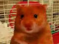 Horny hamster\