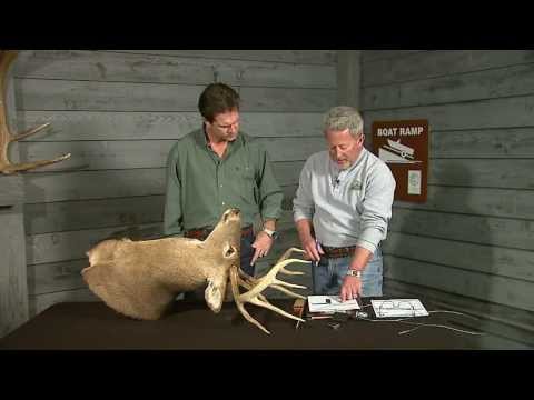 how to measure mule deer antlers