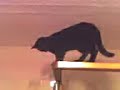 Tiny my bombay cat