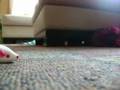 videos de Stop Motion 2