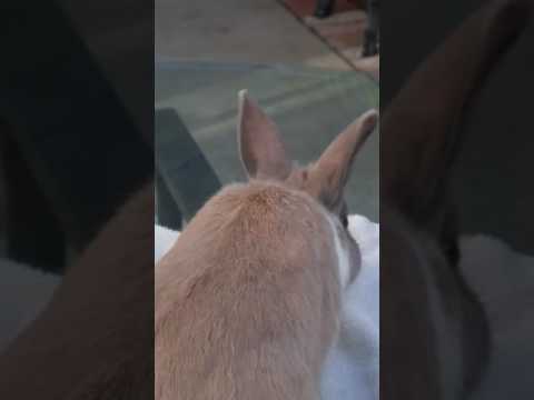 Episode 1 of BUNNY ISLAND