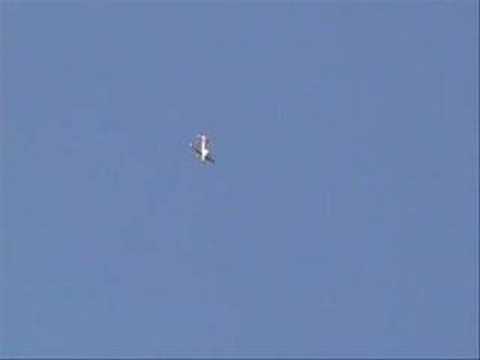 Pentathlon F3A Pattern Plane