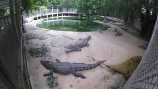 The million years stone park & Pattaya crocodile farm, What the shame !!!