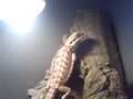 Bearded Dragon Basking