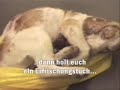 Tierversuche (Dritte Wahl - Schreie hinter Glas)