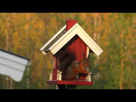 bird box video copywriting free