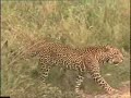 Kenya - Big Cats and Little Dogs