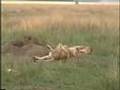 Kenya - Big Cats and Little Dogs