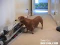 Jerry The Dachsund And His Fetch Machine