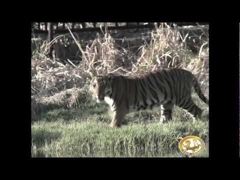 southchina tiger