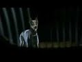 Unleashed M GmbH Spot - Doberman barks