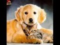 Cats are LOVE (with appearances by a few other animals)