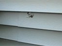Spider (araneus diadematus) gets her worm