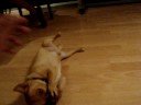 lazy lucky lazy lucky