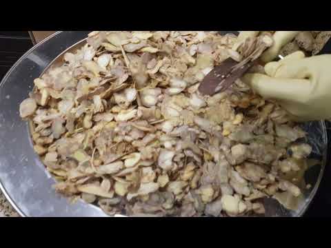 Bình 1kg sâm Ngọc Linh thái lát tẩm mật ong 7 lít - Onplaza
